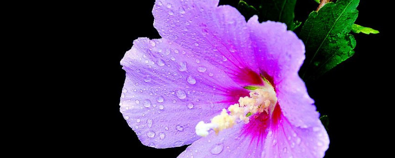 木槿花什么时候剪 木槿花什么时候剪枝合适