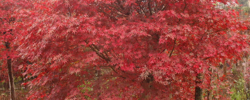 红枫的扦插时间及方法 红枫的扦插时间及方法图解