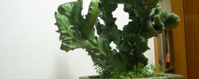 玉麒麟和麒麟掌的区别 玉麒麟和麒麟掌的区别在哪