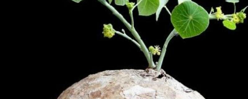 山乌龟绿藤和血藤区别（山乌龟和血藤是一种吗）