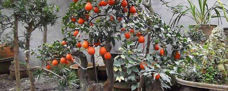 金弹子树怎么移栽种植 金弹子树怎么移栽种植