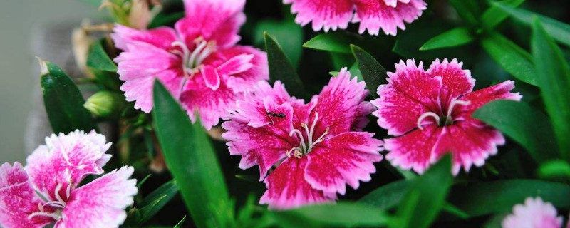 石竹种子怎么摘（石竹种子怎么摘掉）