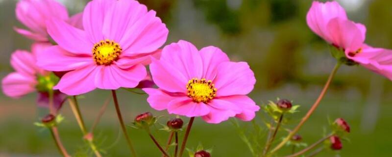 张大人花和格桑花区别（张大人花和格桑花区别在哪）