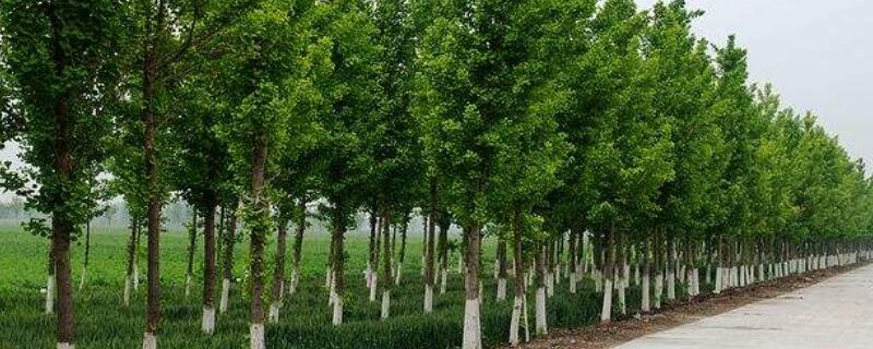 杨树分雌雄吗（杨树分雌雄吗怎么分）