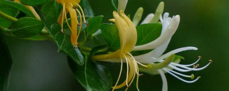 金银花保鲜方法（金银花保鲜方法视频）