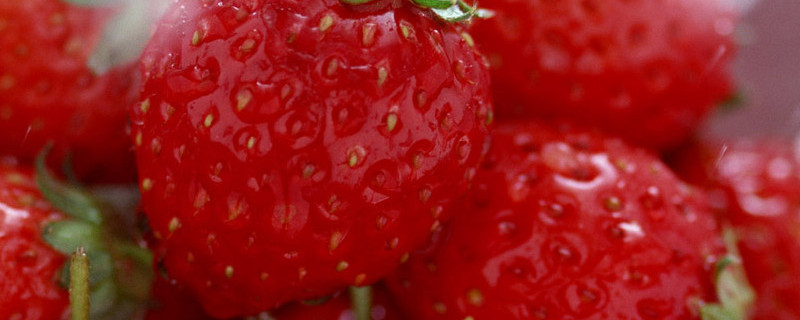 草莓育苗方法（草莓种子育苗方法和时间）