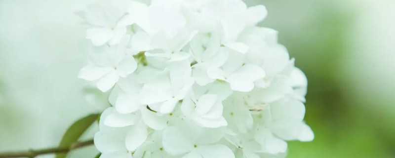 琼花与木绣球的区别 琼花与木绣球的区别是什么