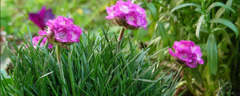 海石竹耐寒吗（海石竹耐寒吗耐热吗）