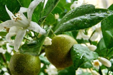 桔树烂根怎么补救