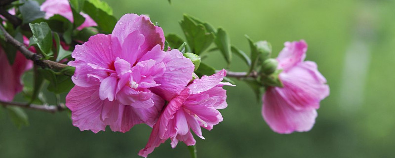 木槿花什么时候修剪（木槿花什么时候修剪枝叶）