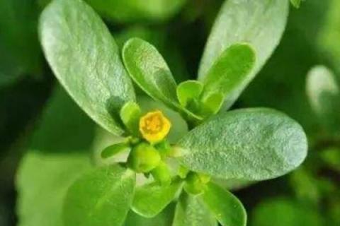 马思涵野菜有什么功效