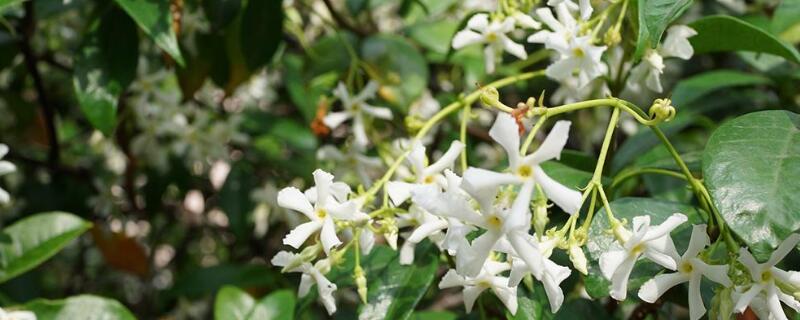 盘龙香可以放室内养吗 盘龙香可以在家养吗