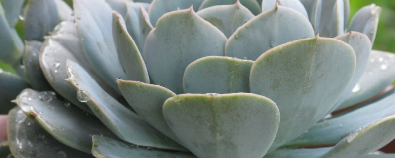 石莲花与玉蝶的区别（石莲和玉蝶的区别）