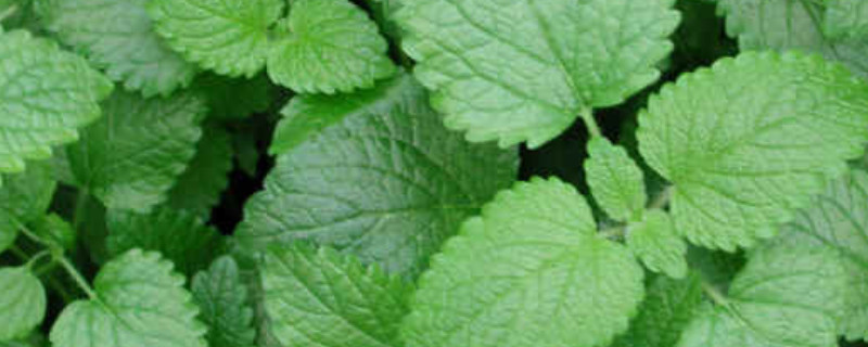 柠檬香薄荷怎么种植（柠檬香薄荷怎么种植方法）