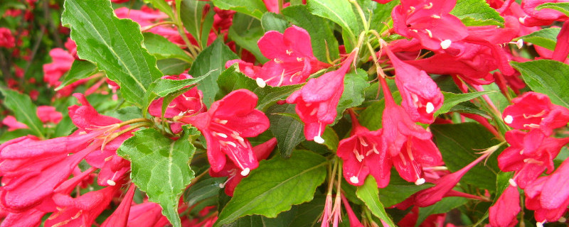 红王子锦带如何修剪 红王子锦带如何修剪