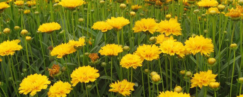 金鸡菊种植方法 金鸡菊种植方法视频