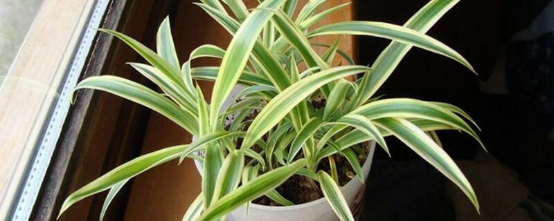 卧室养什么花好 卧室养什么花好最好