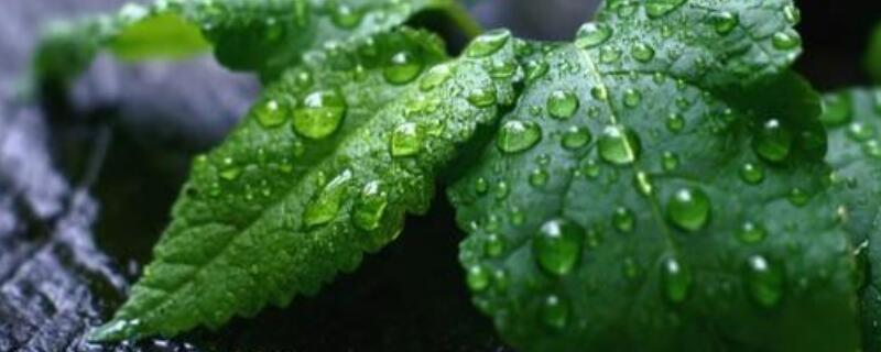 薄荷叶和狗肉香的区别 薄荷是狗肉香草吗