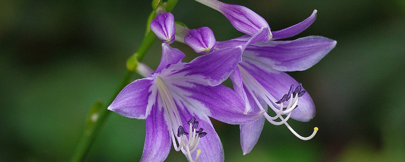 花叶玉簪怎么繁殖（花叶玉簪怎么繁殖的）
