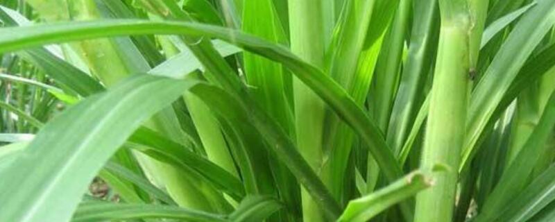 皇竹草的危害 皇竹草用途