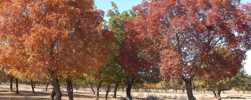 元宝槭与元宝枫的区别 元宝槭与元宝枫的区别是什么