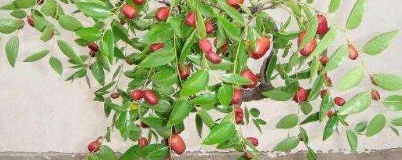 盆栽叶片发白怎么办（盆栽叶片发白怎么办视频）