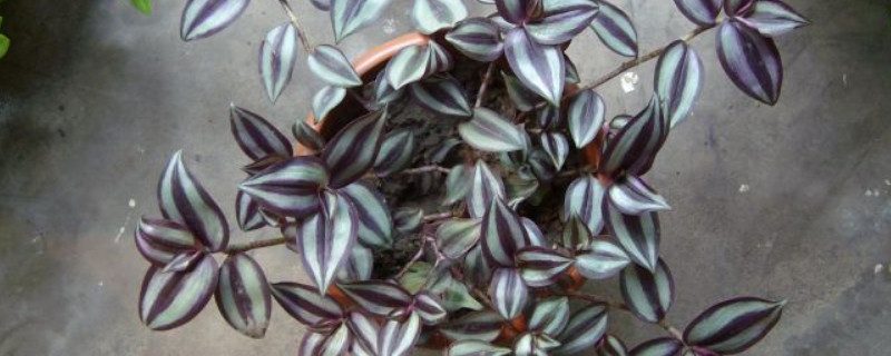 紫叶吊兰如何修剪 紫叶吊兰如何修剪视频