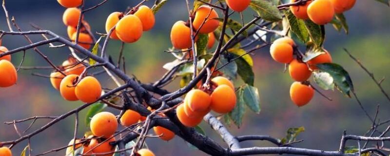 柿子树叶子卷是怎么回事 柿子树叶子卷起来是什么原因