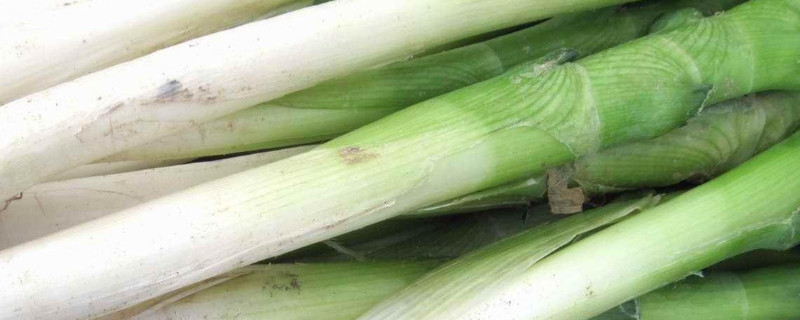 大葱的栽种方法(大葱的几种栽种方法)