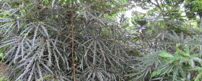 孔雀木适合养在家里吗（孔雀木适合养在家里吗风水好吗）