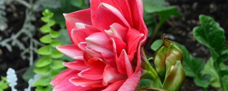 朱顶红有毒吗 家里养朱顶红有毒吗