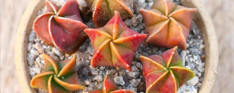 鸾凤玉怎么出锦 鸾凤玉锦会消失吗