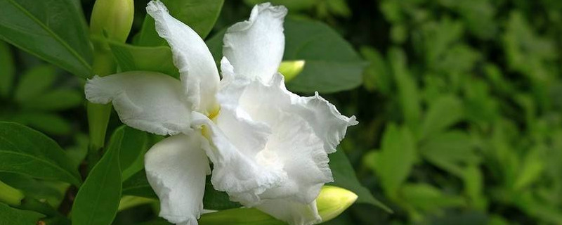 栀子花花期怎么浇水 栀子花花期怎么浇水视频