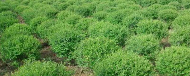 水蜡的修剪方法（水蜡的修剪方法视频）