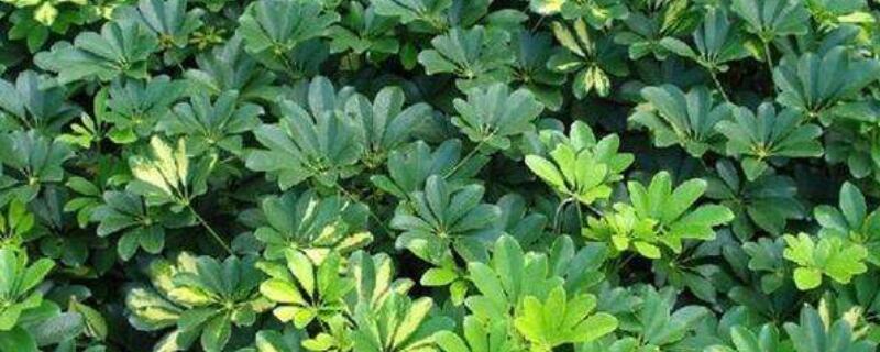 鹅掌木掉叶子怎么回事（鹅掌木掉叶子是怎么回事）