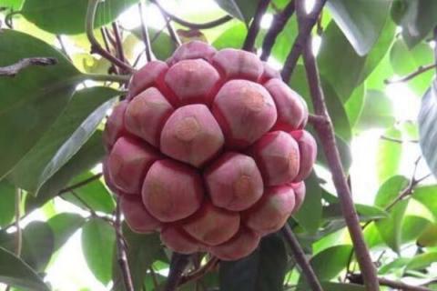 黑老虎扦插育苗技术