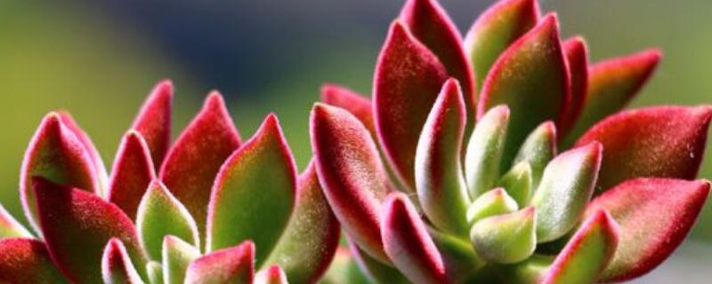 锦晃星锈病枯萎怎么办（锦晃星铁锈病）