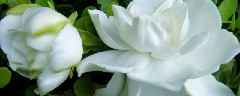 白色的花有哪些（白色的花有哪些及花名）