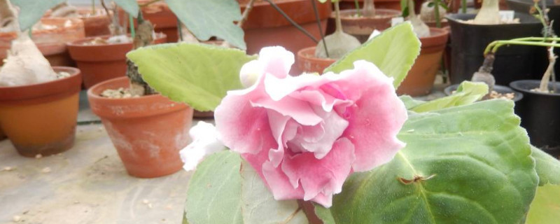 大岩桐花花苞开不起来（大岩桐花花苞开不起来什么原因）