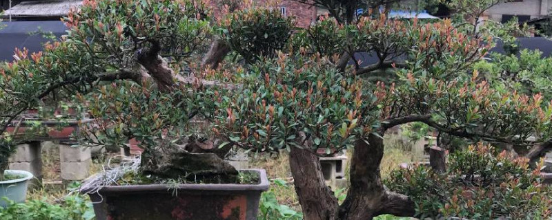 赤楠叶干枯掉叶怎么办（小叶赤楠叶子干枯还有救吗）