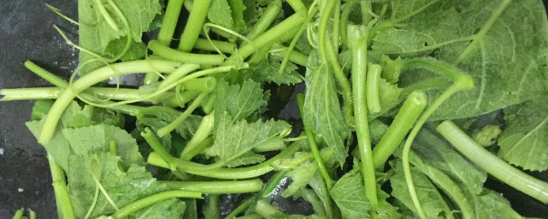 南瓜如何打顶 南瓜如何打顶打侧枝