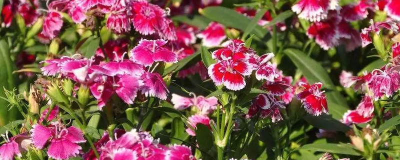 石竹花繁殖方法（石竹子花怎么繁殖）