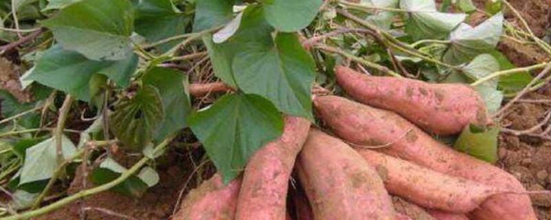 红薯叶子发黄怎么处理 红薯叶子发黄是什么原因怎么治疗