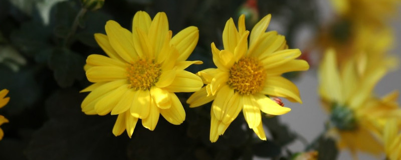 矮型四季菊怎么修剪 矮型四季菊怎么养