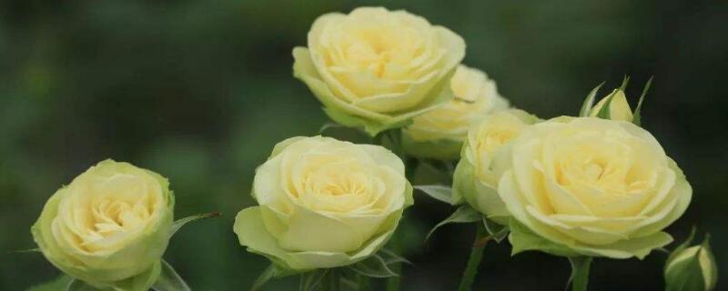 奶油龙沙是一季吗（奶油龙沙贴吧）