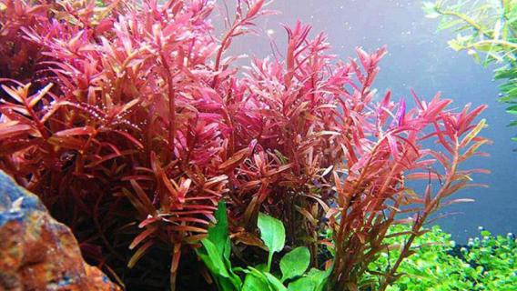 红菊水草如何修剪