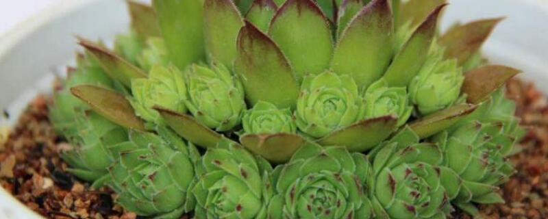 观音莲上霉怎么办（莲花菩提发霉了最佳处理方法）