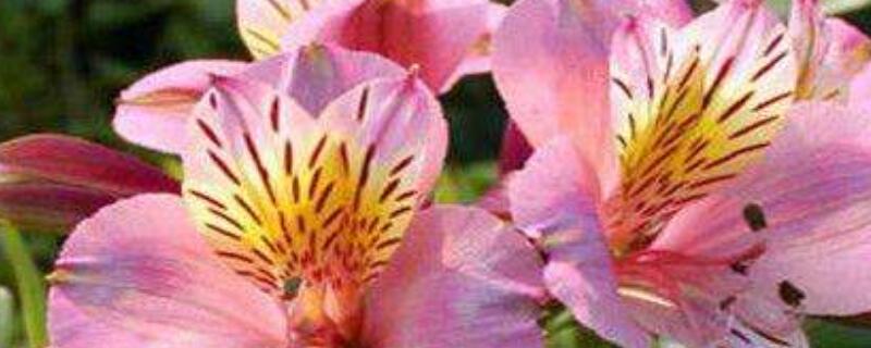 六出花开花后怎么修剪 六出花如何修剪