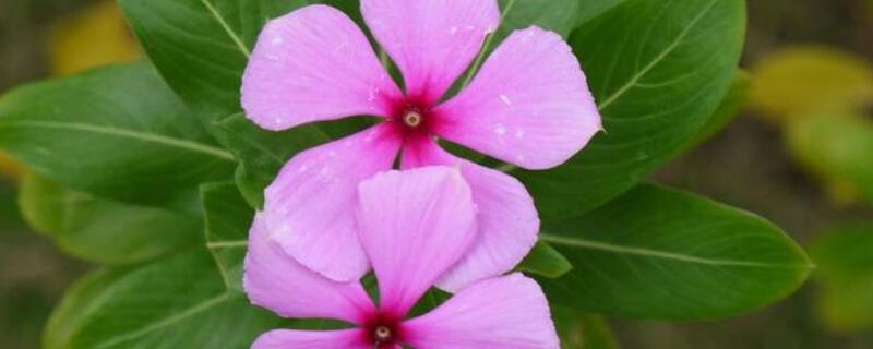 长春花怎么收种子（长春花怎么收种子视频）