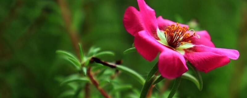 乔迁新居送什么花好（乔迁新居送什么花比较好）